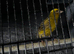 Lizard canary