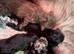 cockapoo puppies