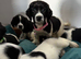 Springer Spaniel Puppies