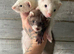 Multiple kits & adults available 60each