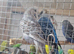 Pair budgies