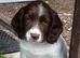 Ready Now Cheeky Springer Spaniel Pups