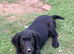 Working Cocker Spaniel Puppy