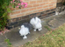 Indian fantail pair