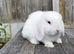 Minilop bunnies
