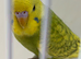 BEAUTIFUL BABY BUDGIE RING NUMBER 42 READY NOW COCK BIRD