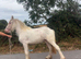 Clydesdale x cob filly