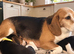 Full beagles