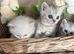Beautiful kittens