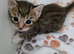Lovely polka dots and stripped kittens
