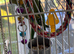 2 x Indian ring neck parrots
