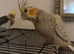 2 beautiful hand reared baby cockatiels