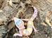 Birthday Surprise - Full 2ft Set Up + free Leopard Gecko under £100