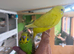 Baby budgies for sale