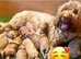 Full Australian labradoodle Male