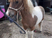 Yearling Shetland filly
