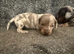 Miniature dachshund
