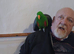 Eleticus parrot