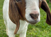 Entire Boer Goat Kids