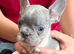 FRENCH BULLDOG PUPPIES FOR SALE FROM £1800.