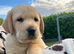 Gorgeous Labrador looking for a new home