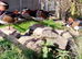 Mandarin Ducks