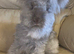 pedigree english angora