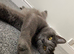 BSH female cat