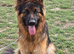 Lovely long coat male 15 months