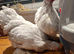 Lavender pekings