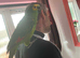 Blue fronted Amazon