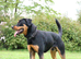 Male Rottweiler