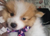 Pomeranian puppy(small breed)