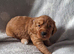 Cockerpoo puppies for sale