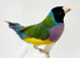 Goldian finches