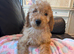 F1b cockapoo 2 girls