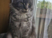Adorable maincoon kitten