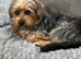 Lovely male older puppy