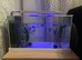Fish for sale with tank and live plants