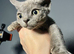 Devon Rex Pedigree GCCF Registered Active in Leeds