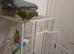 Alexandrine parrot