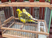 Pair of Fife Canaries