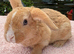 A gorgeous mini plush lop
