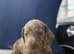 Miniature Dachshund pups