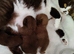 Pure pedigree bsh GCCF reg kittens