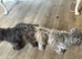 Stud only Small Imperial Blue Shih Tzu Stud KC Reg in Bristol