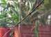 Lonchodes robertongi stick insect males