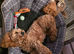 1 year old Cavapoochon.