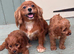 Cavapoo puppies for sale