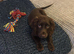 Cocker Spaniel - Puppy